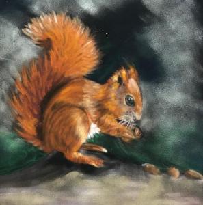 Valerie Duncan, Red Squirrel.  Pastel on paper 24cm x 24cm £50 unframed, £75 Framed